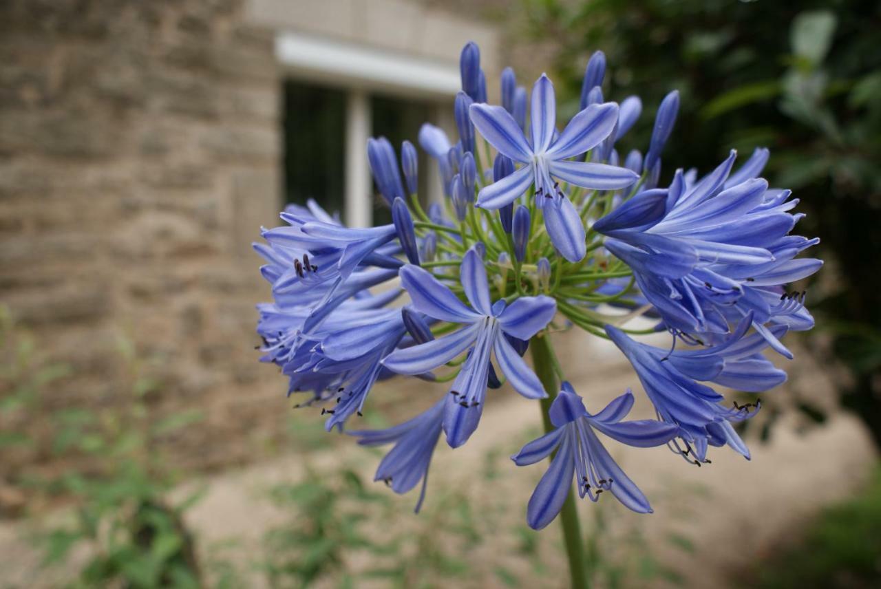 Aux Agapanthes Bed and Breakfast Pluherlin Buitenkant foto